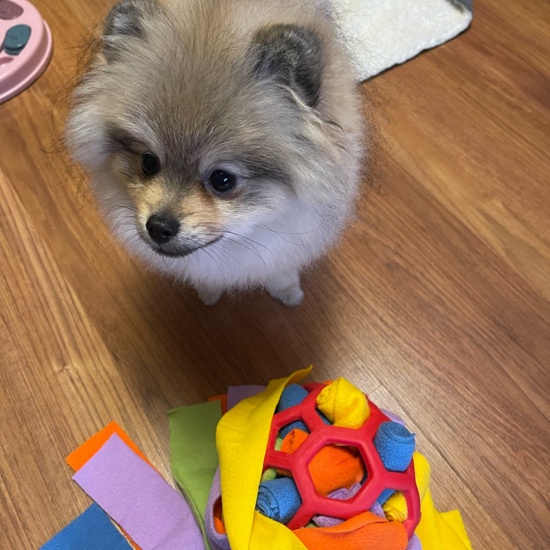 Snack para mascotas: pelota interactiva